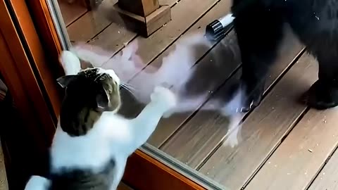Cat Vs Bear