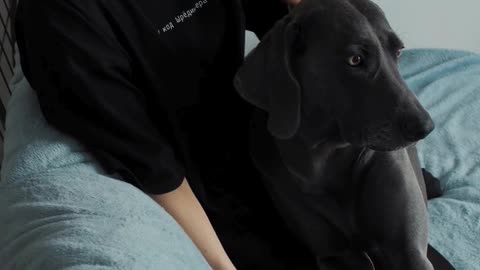 Dog Funny Video #shorts #trending #animal #dogshorts #cute