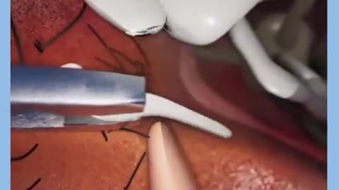 _anatomia _ossos _corpohumano _esqueleto _biologia _ciencia _vocesabia _curiosidades