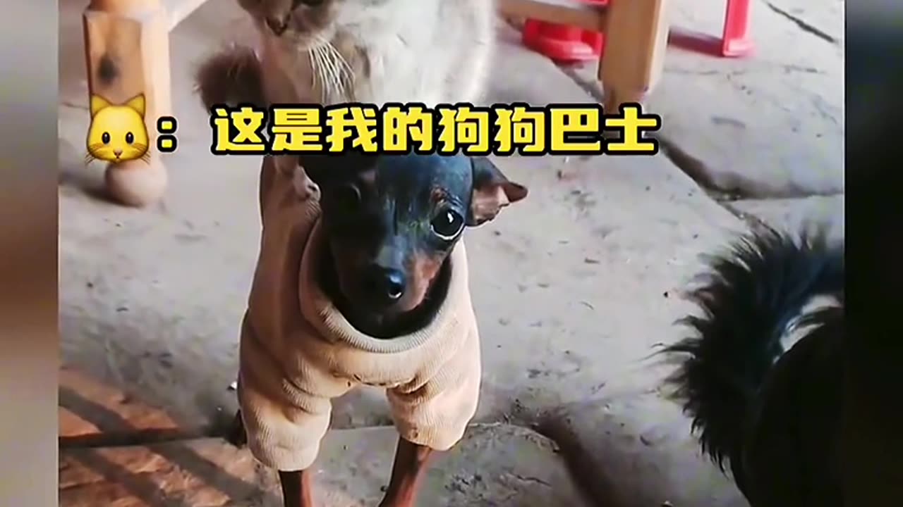 📹 Trending Chinese Viral Videos | Funny, Emotional & Shocking Moments