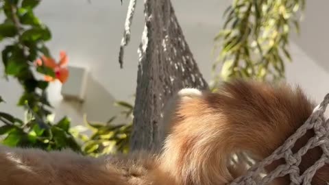 Orange Cat Naps In Sunny Hammock