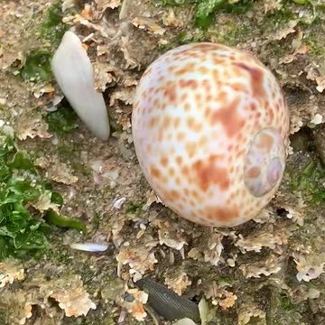 Sea snail shell: Tan-Tan beach