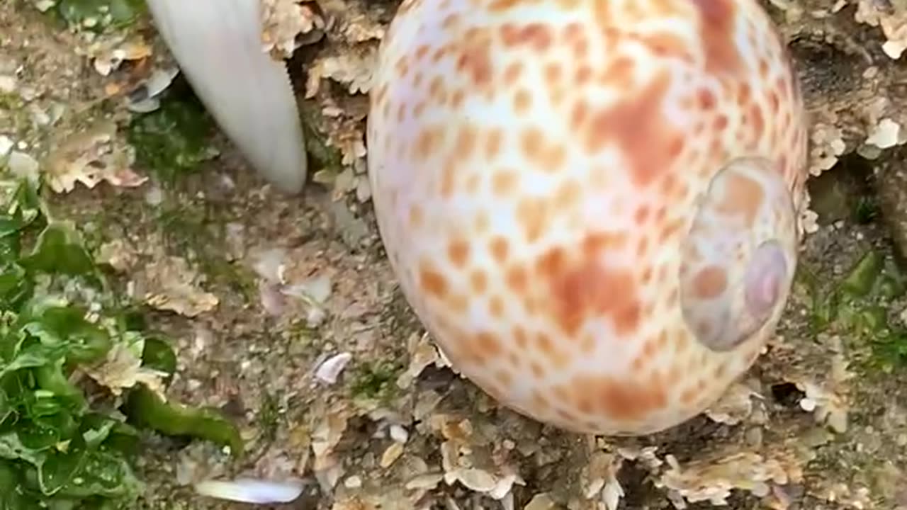 Sea snail shell: Tan-Tan beach