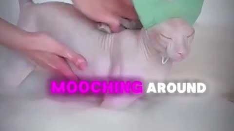 Worst Cat Breed?