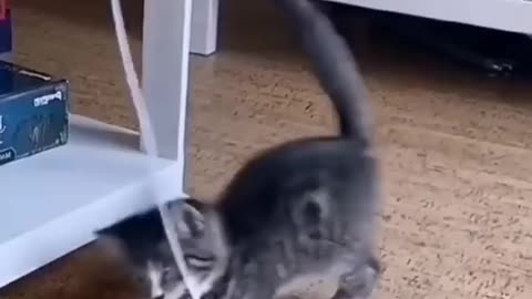 Funny Cat Fails