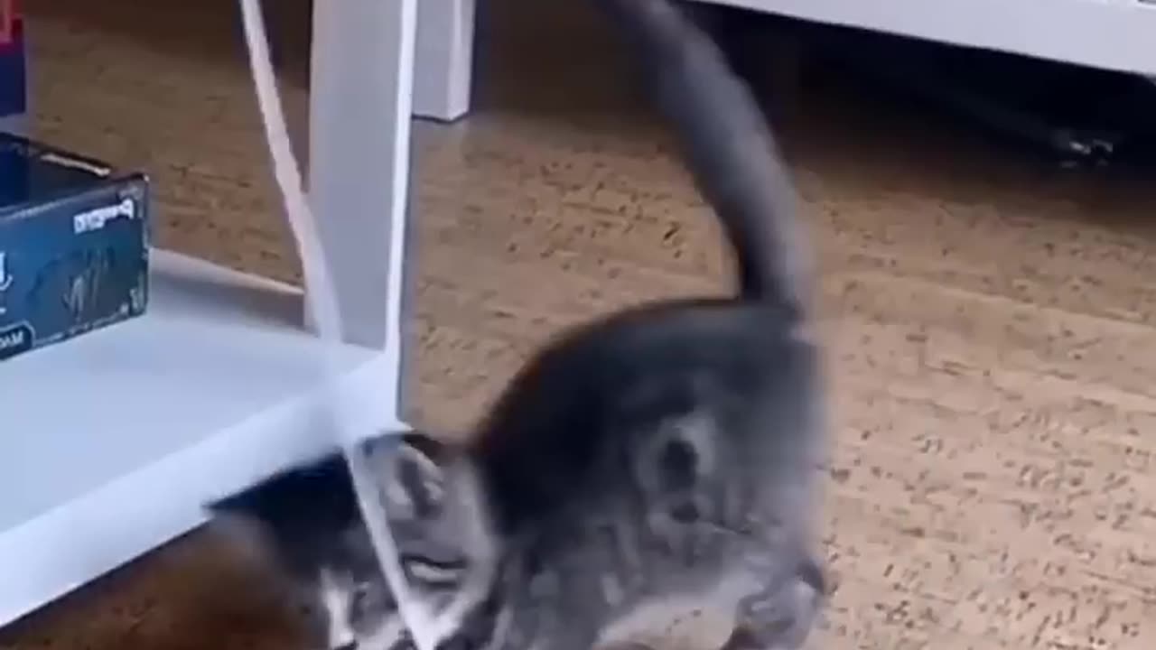 Funny Cat Fails