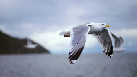Cutest animals on Earth, captured in breathtaking 16K Ultra HD