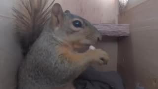 A day in the life of a squirrel