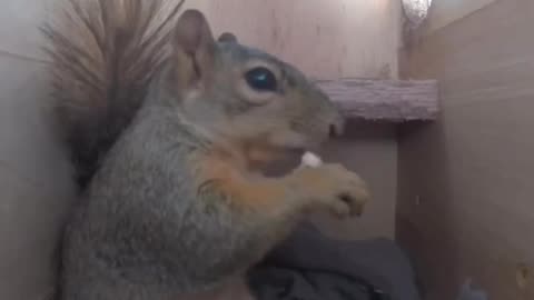A day in the life of a squirrel