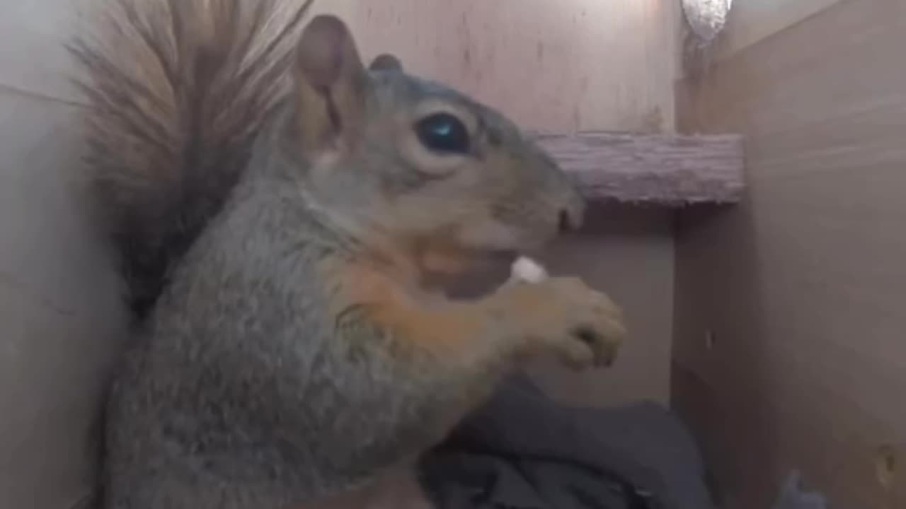 A day in the life of a squirrel