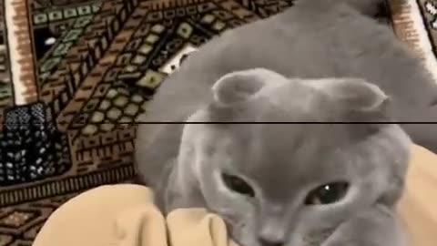 😂😼 Cats Are Disrespectful—Even During Prayer! | FunFM