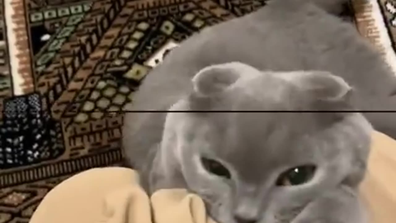 😂😼 Cats Are Disrespectful—Even During Prayer! | FunFM