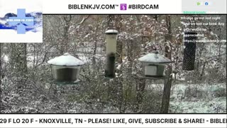 BIBLENKJV.COM™ 🛐 11/10/2025 #LIVE #BIRDCAM #WEATHER