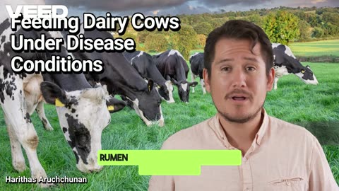 Feeding Dairy Cows Under Disease Conditions:Nurturing Health Through Nutrition