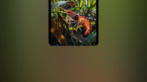 "Six Red Shrimp" by RedSixerFan 12/22/25