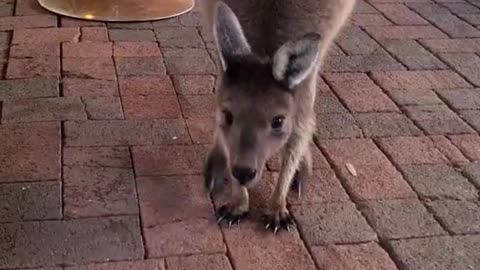 Beautiful kangaroos