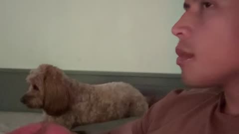 Dog Pretends To Not Watch Dinnertime