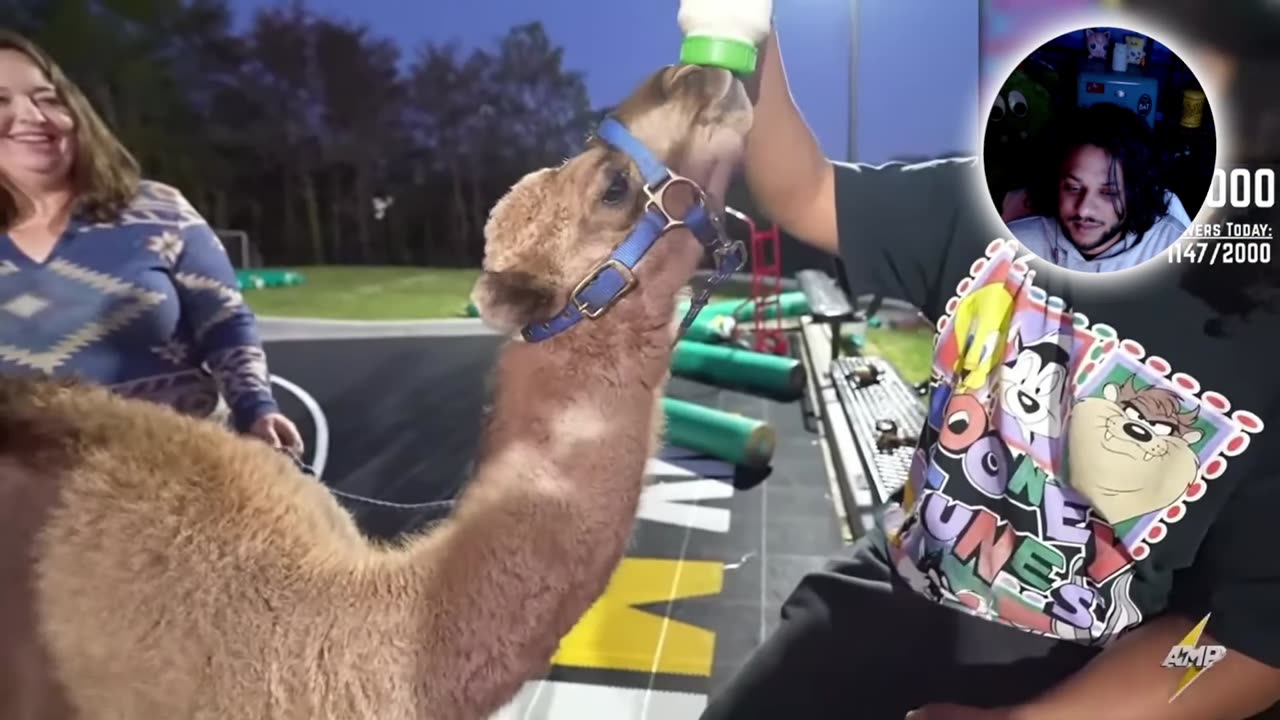 New AMP member at AMP House ?!