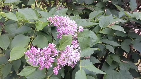 Lilacs
