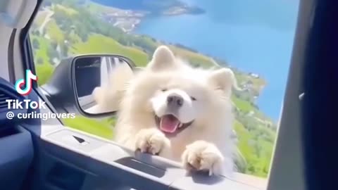 Dogs fanny
