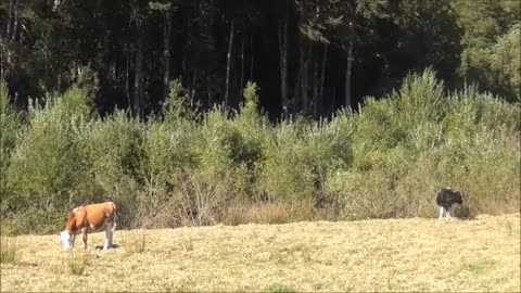 cow