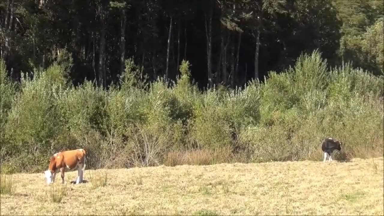 cow