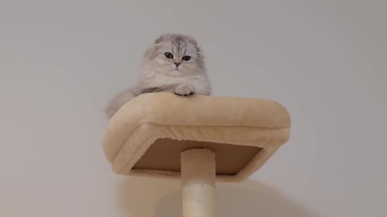 Kitten is so cute as he sits on his owner_s lap and snuggles with him after the owner gets home