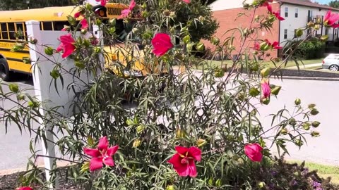 Texas Star Hibiscus