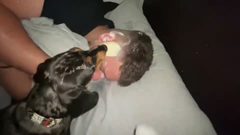 PUPPY LICKING PRANK! - BEAST PRANK