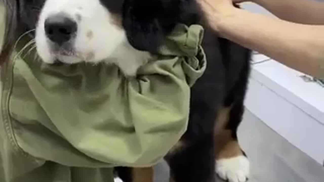 Doggy hero on receiving his injection! His expression is priceless! 🤣