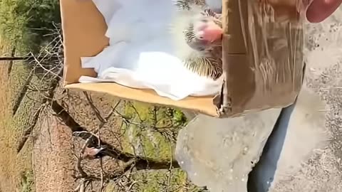 The poor abandoned little bird was nurtured with love