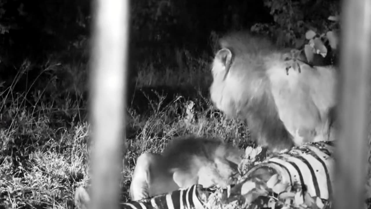 Surrounded by Lions: Will We Survive This Encounter?