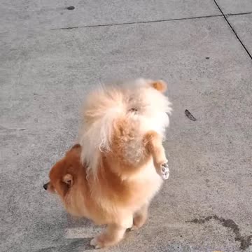 The Most Talented Pee Performer! سگ با استعداد در حال اجرای نمایش جیش!