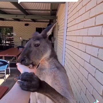 Kangaroo diaries only in Australia 🇦🇺