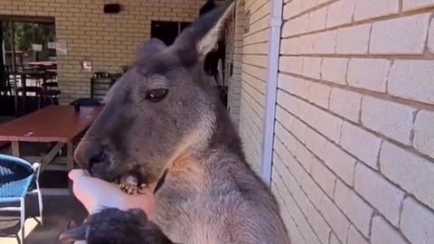 Kangaroo diaries only in Australia 🇦🇺
