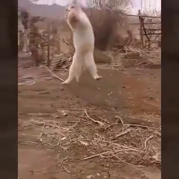 Mouch khatar aika wllah