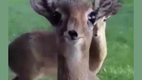 Nom Nom Nom