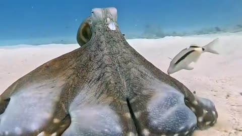 Unreal Octopus