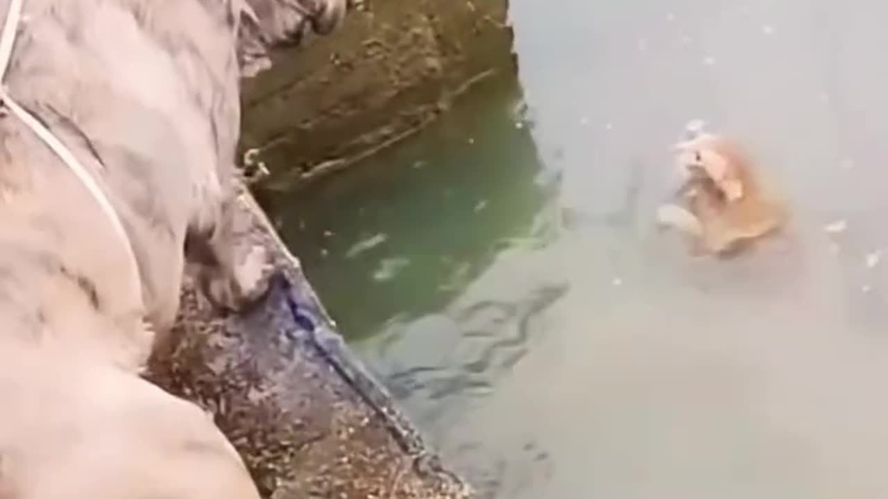 "Brave Dog Saves Drowning Cat"
