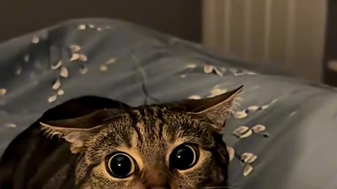 Animals funny videos 🤣