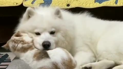 Scanning.. scanning.. Pillow approved!!