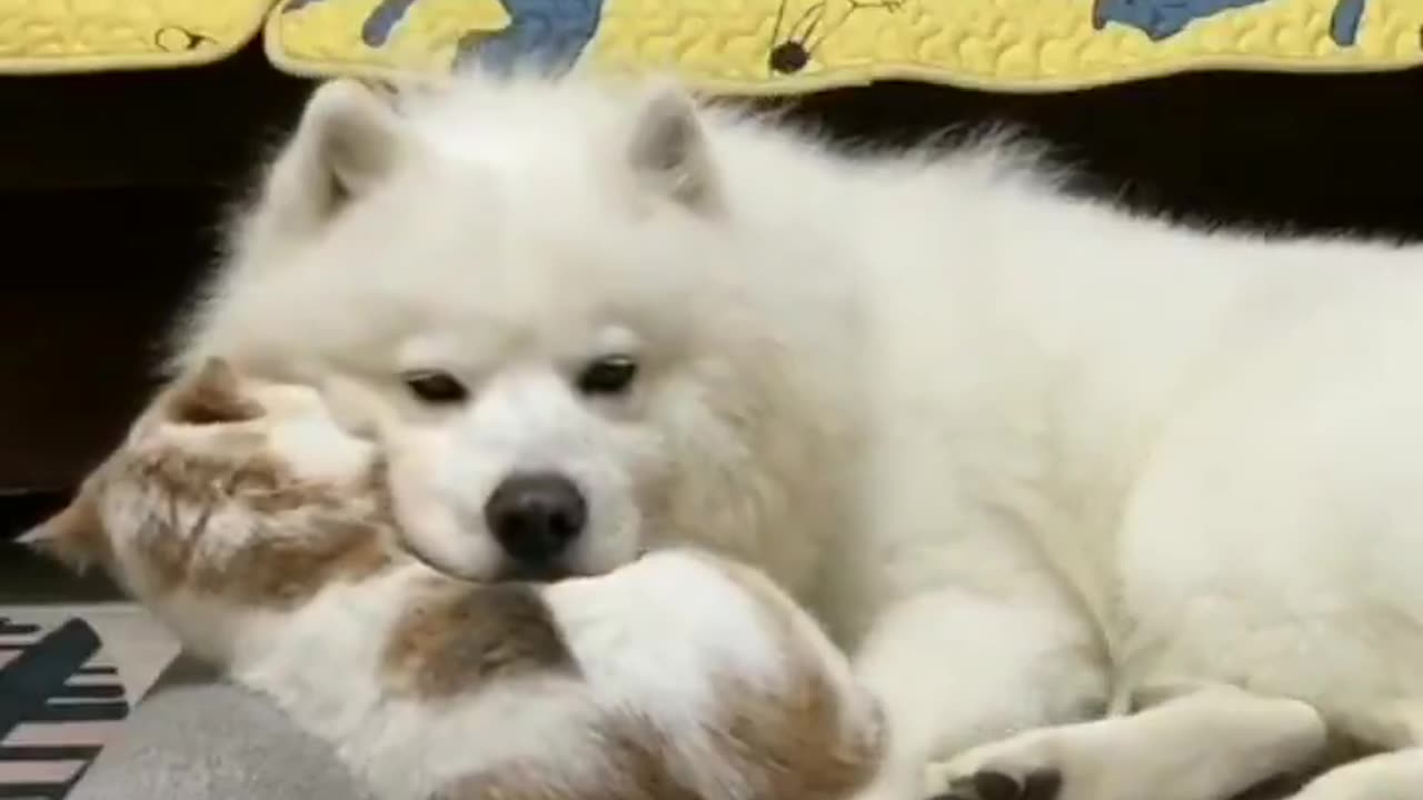 Scanning.. scanning.. Pillow approved!!