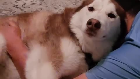 Dog being funny 8 🐕