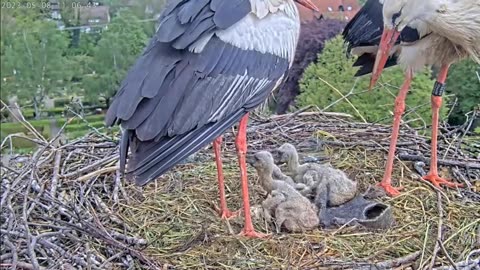 What did the stork bring to the nest? Breakfast tablecloth?