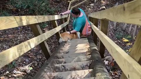 Corgi Struggles With Steep Trail Stairs