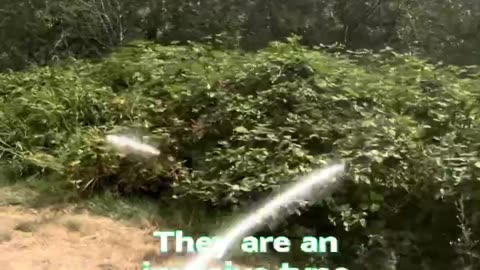 What does Bigfoot eat?