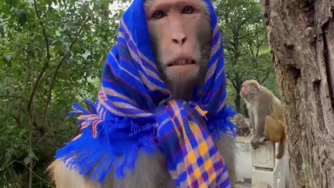 Beautiful monkey