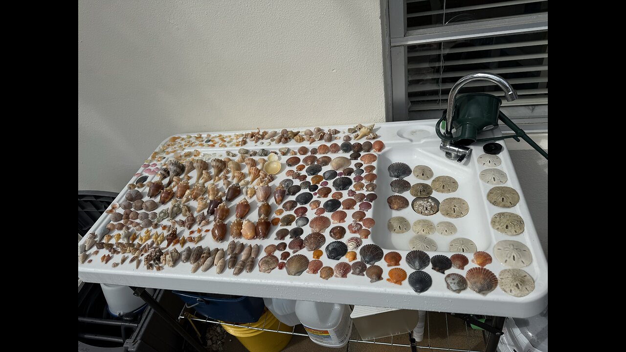 Beach Finds 11/5/2025