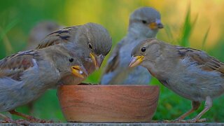 Just Some Hungry House Sparrows at the Feeding Bowl