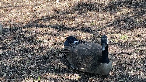 Three Canada Goose 🪿 and one Squirrel 🐿️ September 5 2025